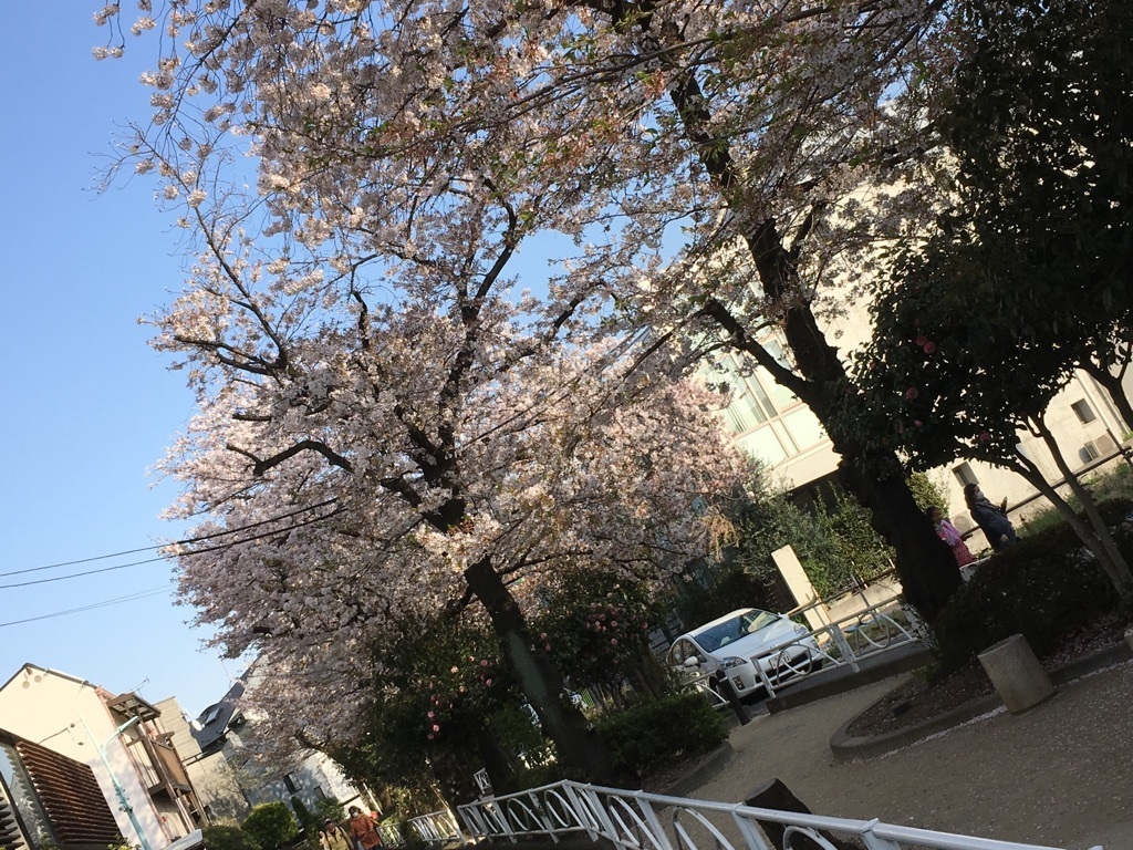 自由が丘~緑ヶ丘の桜道~♪